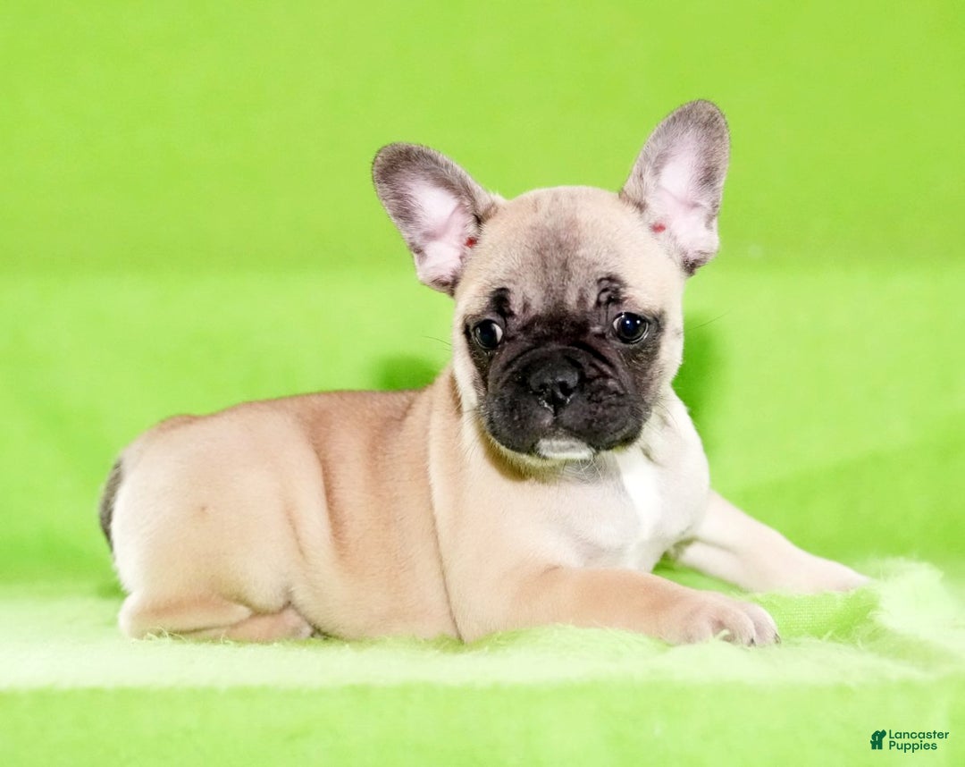 French Bulldog dogs for sale: Carla - Ad 3