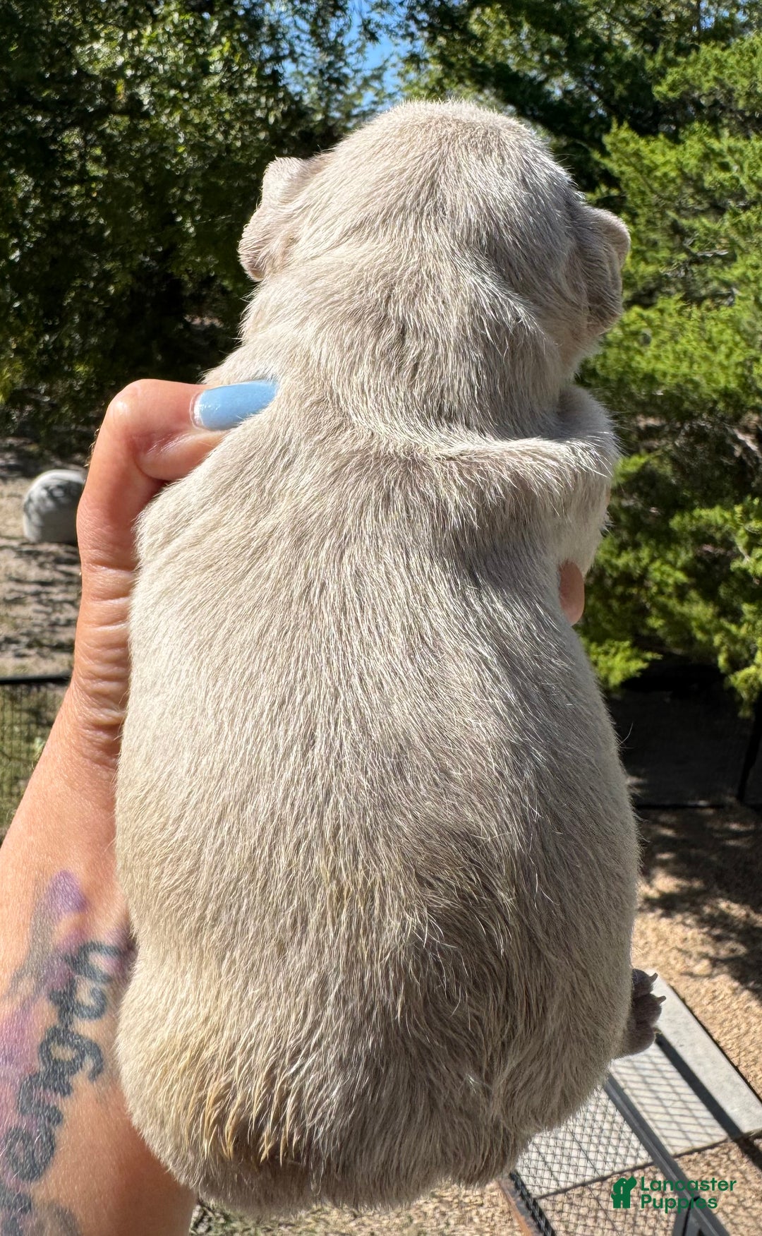 French Bulldog dogs for sale: French Bulldog Puppy 1 - Ad 5