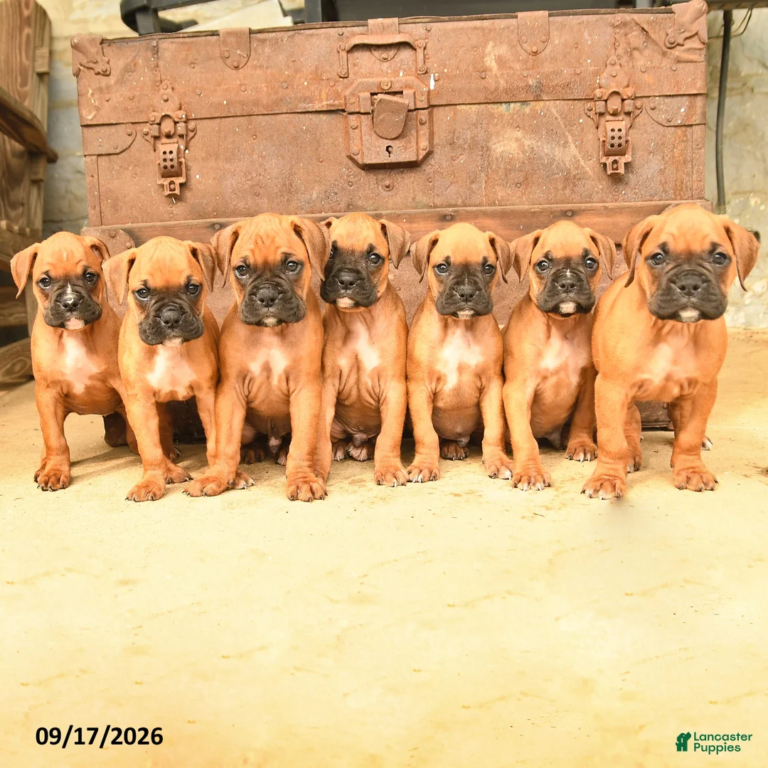 Boxer dogs for sale: Blake - Ad 3