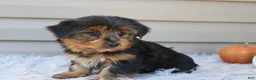 Yorkshire Terrier dogs for sale: Master - Ad 8