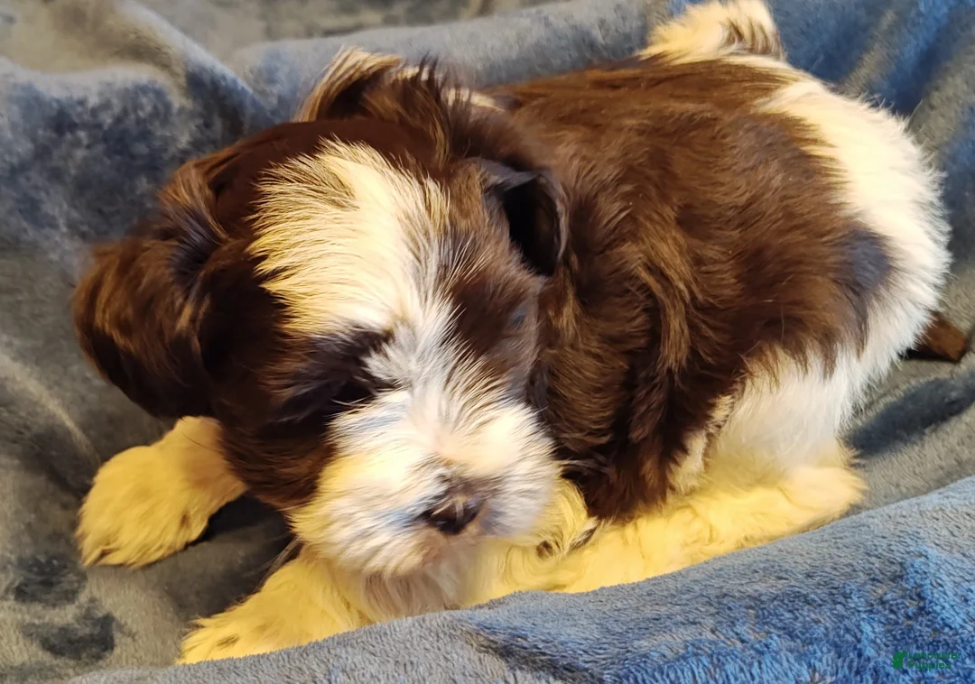 Miniature Schnauzer dogs for sale: Miniature Schnauzer Girl 2 - Ad 2