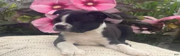 Boston Terrier dogs for sale: Sammy - Ad 4