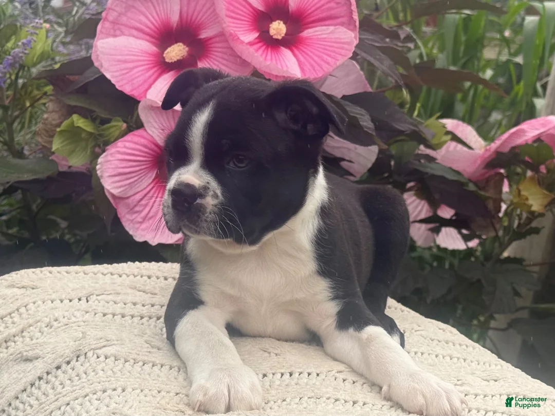 Boston Terrier dogs for sale: Sammy - Ad 4