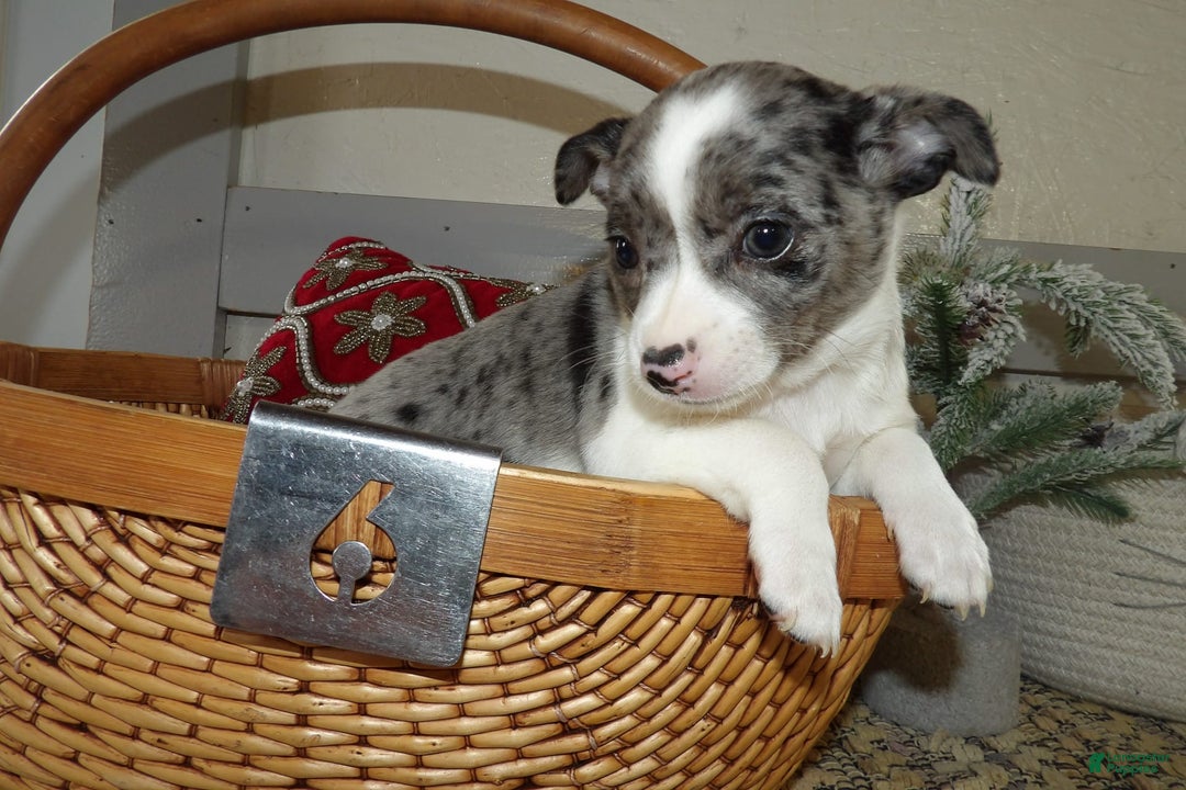 Gallery Image {{count}}