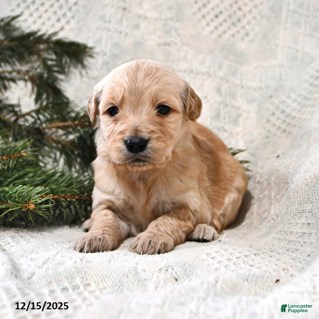 Goldendoodle dogs for sale: Haylee - Ad 14