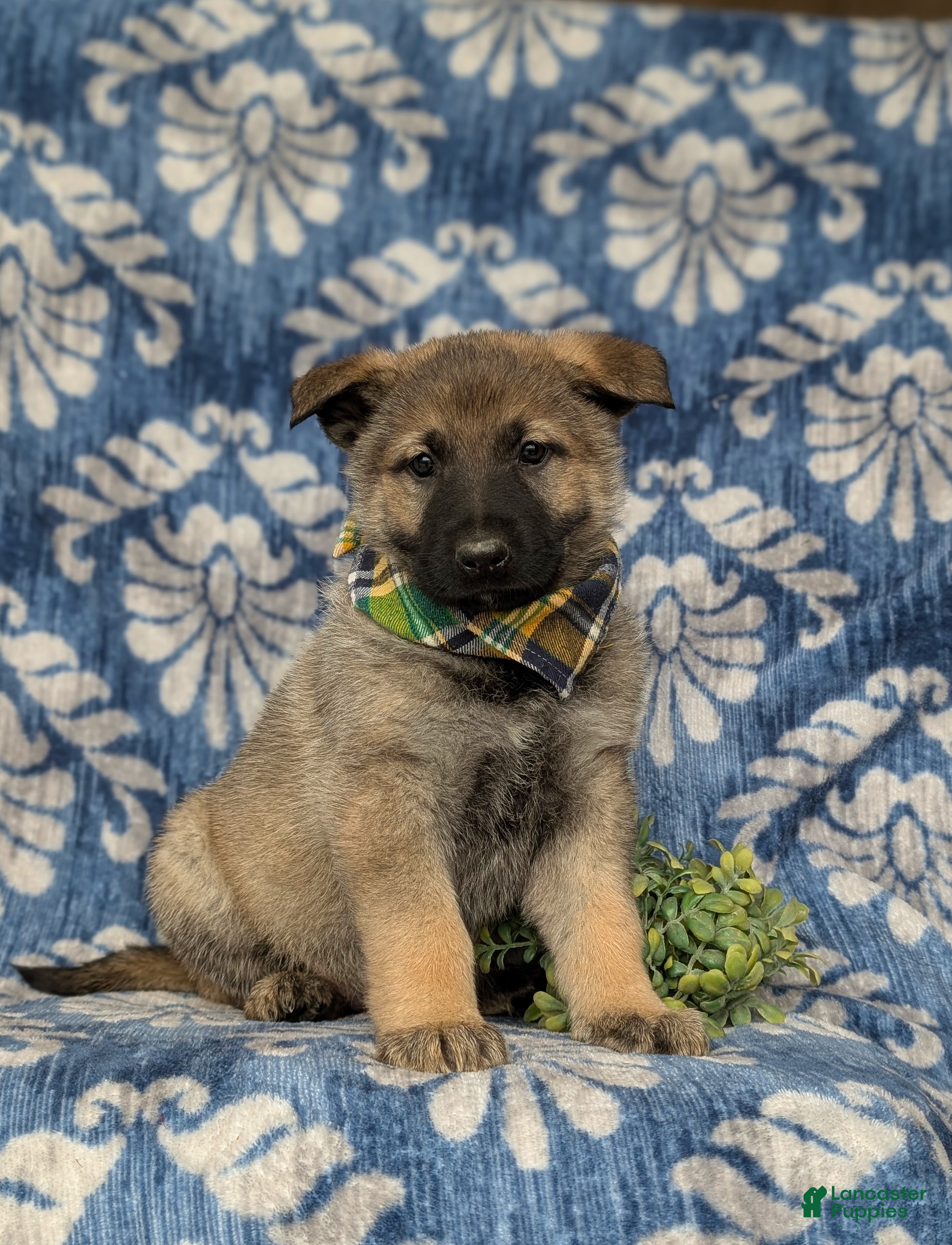Mixed Breed dogs Codie - Ad 8