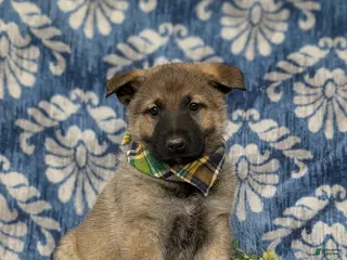 Mixed Breed dogs Codie - Ad 19