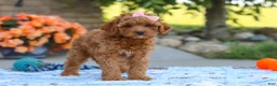 Cavapoo dogs for sale: Felecia - Ad 6