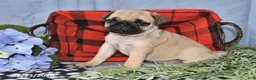 Pug dogs for sale: Cassie - Ad 2