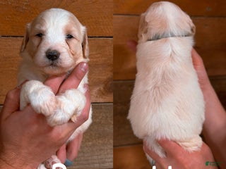 Saint Berdoodles dogs - Ad 29