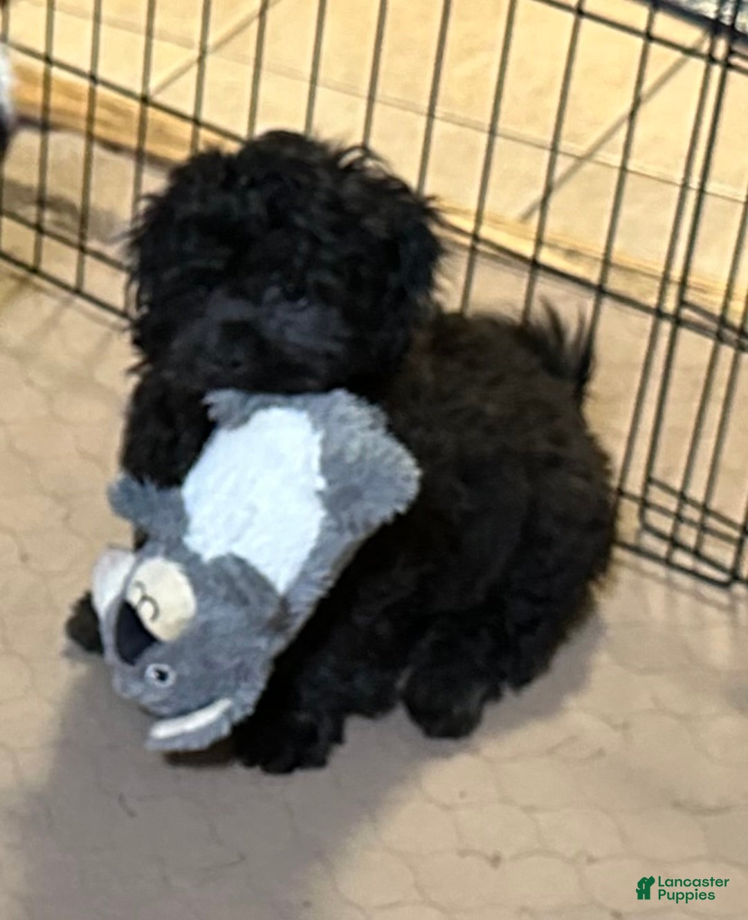 Shihpoo dogs Shihpoo Puppy 3 - Ad 23