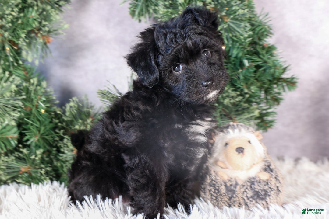 Mini Aussiedoodle dogs for sale: Kit Kat - Ad 17