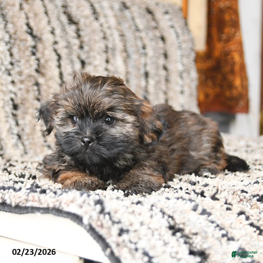 Shorkie dogs for sale: Jack  - Ad 4