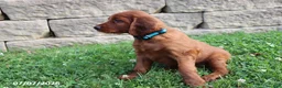 Irish Setter dogs for sale: Curly - Ad 2