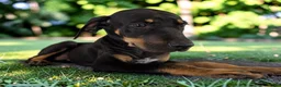 Catahoula Leopard Dog dogs for sale: Gypsie 2026 Female 2 - Ad 2