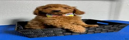 Mini Goldendoodle dogs for sale: Kobe - Ad 3