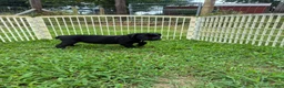 Cane Corso dogs for sale: Cane Corso Puppy 10 - Ad 7