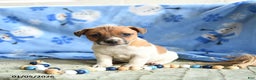 Jack Russell Terrier dogs for sale: Peaches - Ad 1