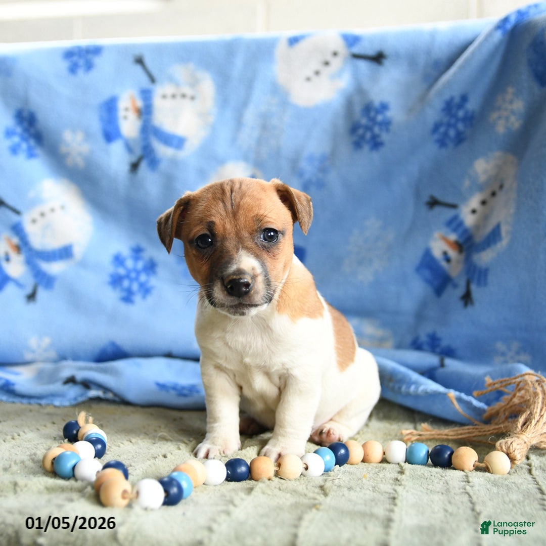 Jack Russell Terrier dogs for sale: Peaches - Ad 1