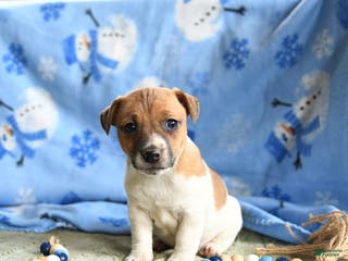 Jack Russell Terrier dogs for sale: Peaches - Ad 4