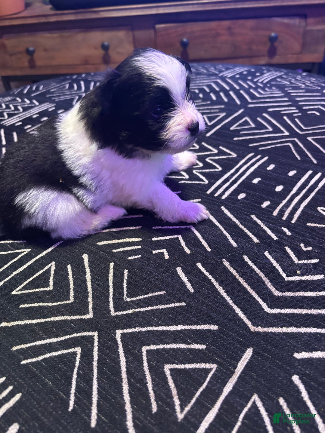 Pomeranian dogs for sale: Domino - Ad 7