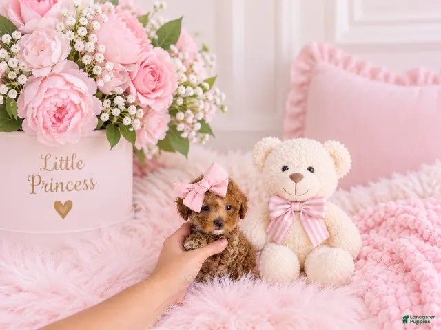 Toy Poodle dogs for sale: Toy Poodle - Ad 2