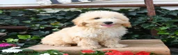 Maltipoo dogs for sale: Jasper  - Ad 1