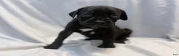 Cane Corso dogs for sale: Rufus AKC blue collar - Ad 19