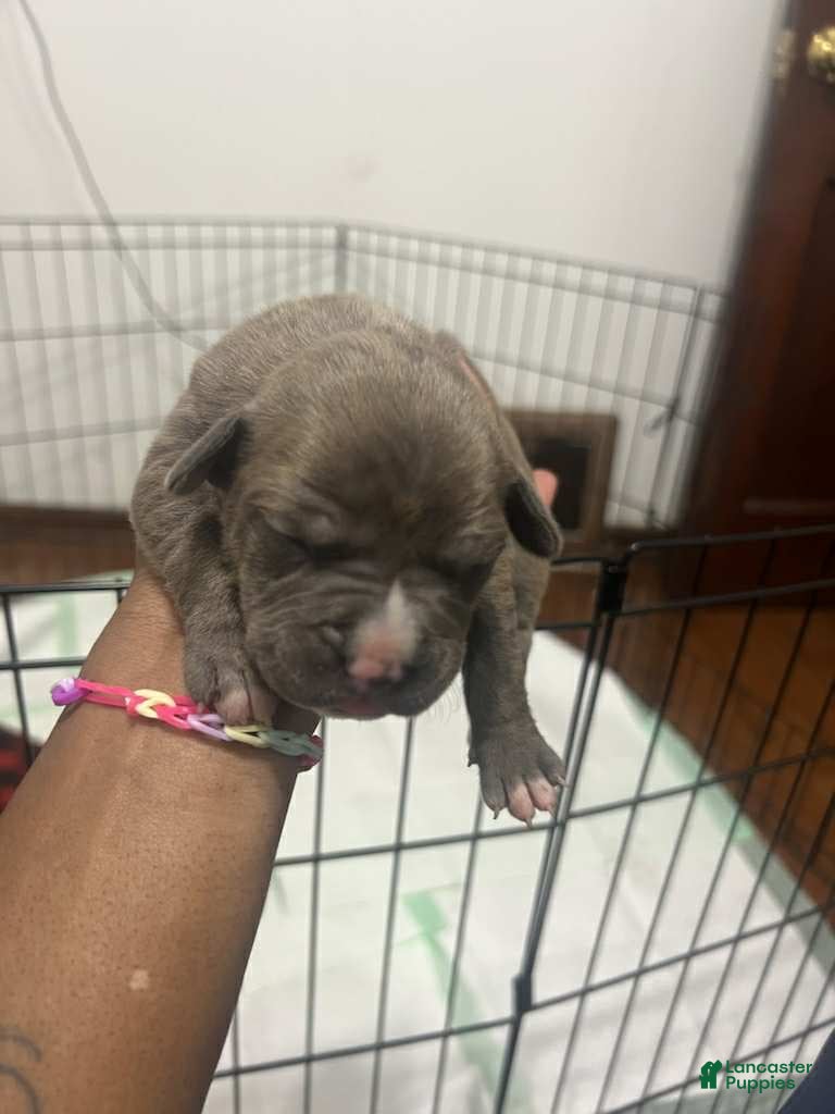 American Bully dogs Queen - Ad 31