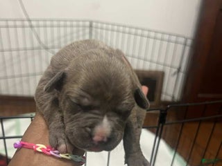 American Bully dogs Queen - Ad 13