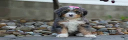 Mini Bernedoodle dogs for sale: 🐾 Primrose 🐾 - Ad 6