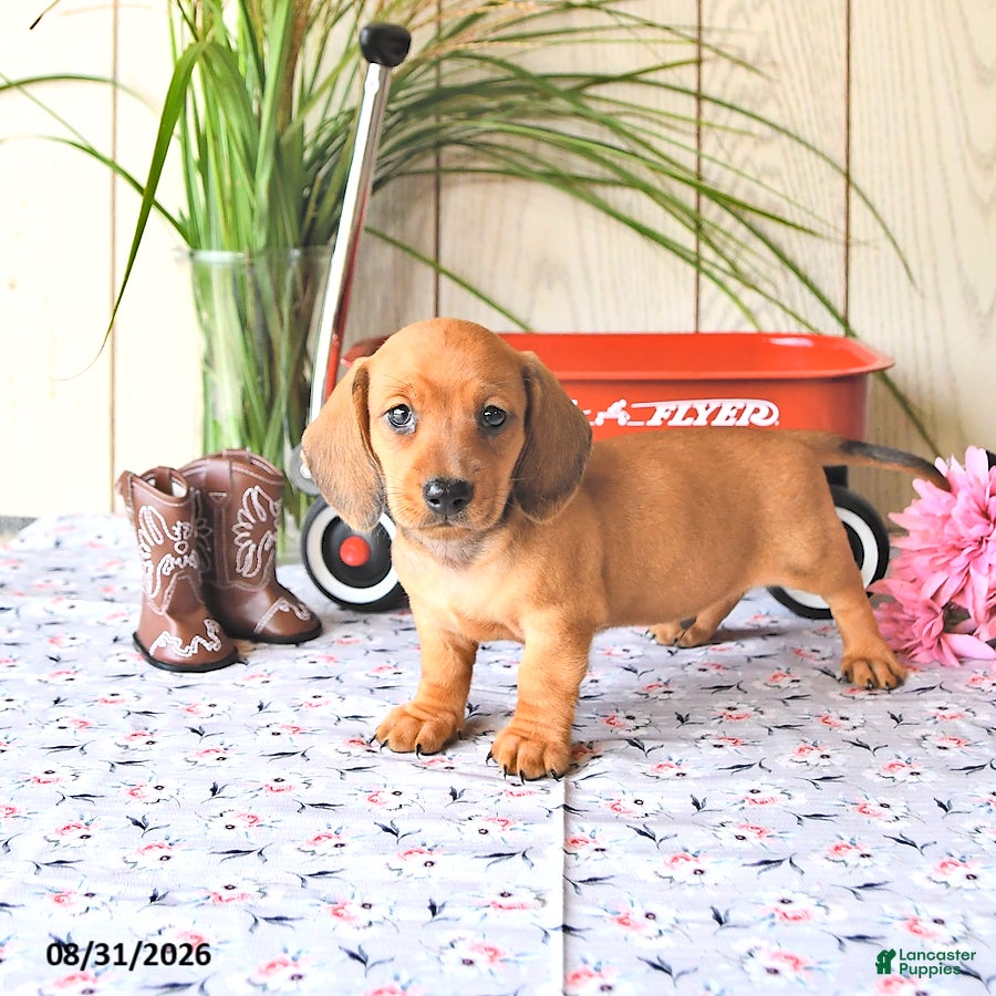Miniature Dachshund dogs Oscar - Ad 1