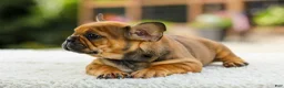 French Bulldog dogs for sale: Otto – Fawn Brindle - Ad 4