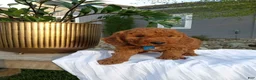 Mini Goldendoodle dogs for sale: Creed F1b - Ad 2