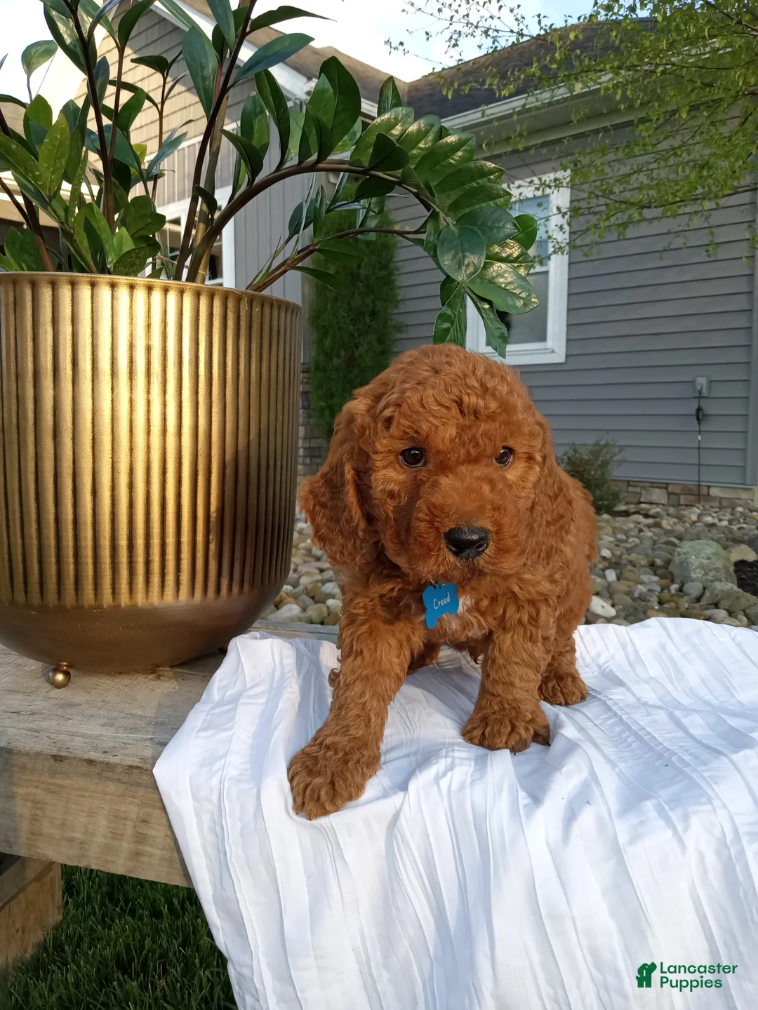 Mini Goldendoodle dogs for sale: Creed F1b - Ad 2