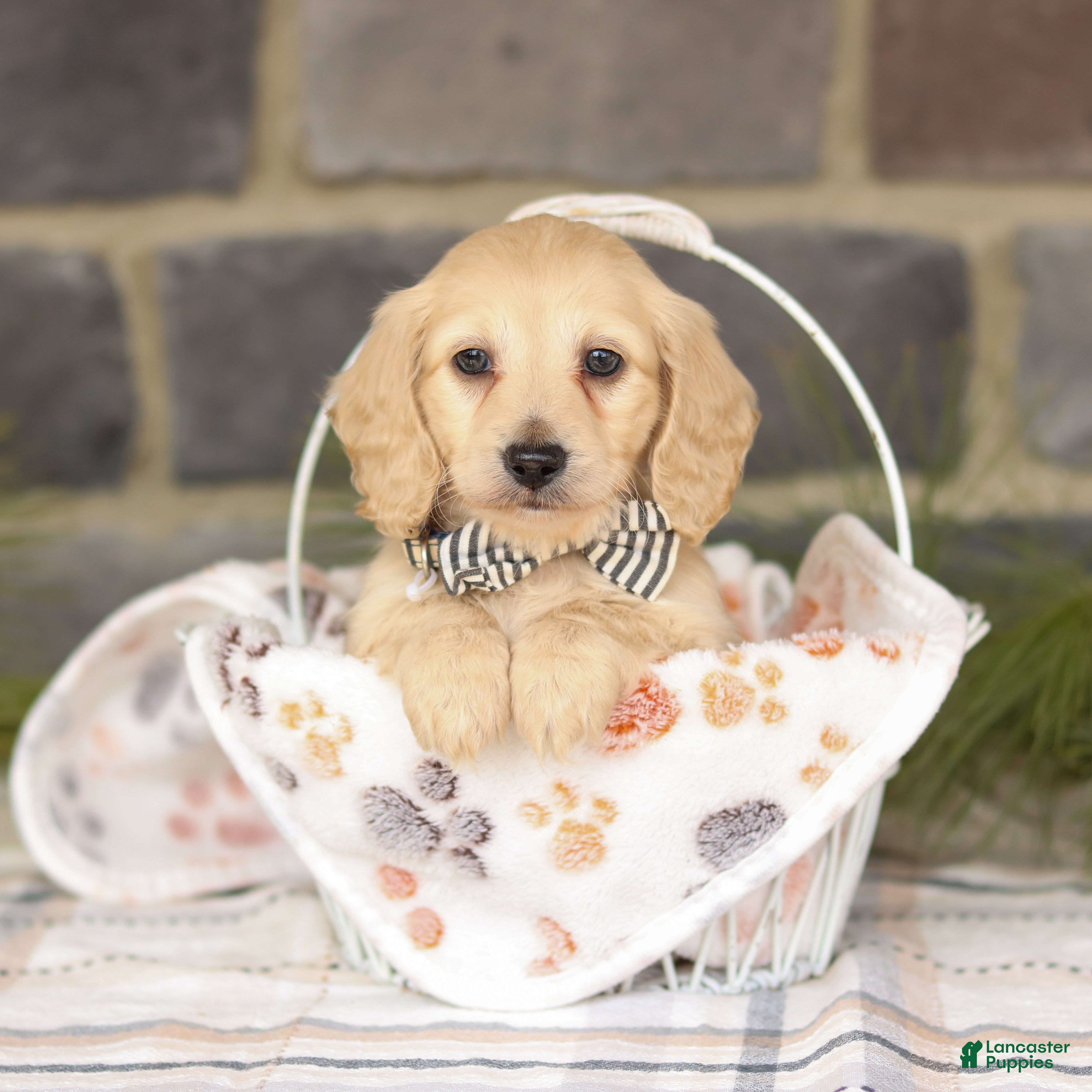 Miniature Dachshund dogs Brooklyn - Ad 1