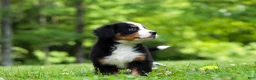 Bernese Mountain Dog dogs for sale: Amber - Ad 3