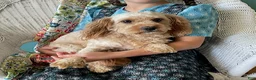 Cavapoo dogs for sale: Layna - Ad 5