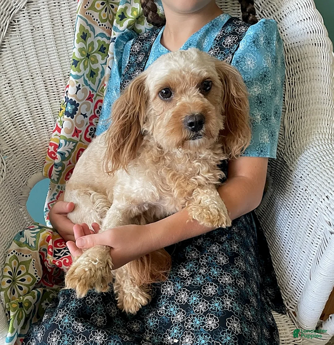 Cavapoo dogs for sale: Layna - Ad 5