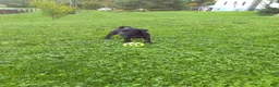 Labrador Retriever dogs for sale: Lily - Ad 1