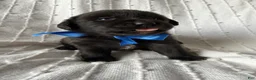 Mixed Breed dogs for sale: Max - Ad 3