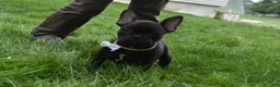 French Bulldog dogs for sale: Sarge  - Ad 3