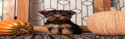 Yorkshire Terrier dogs for sale: Whiskey - Teacup Yorkie  - Ad 3
