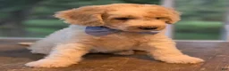 Goldendoodle dogs for sale: Goldendoodle 7 - Ad 2