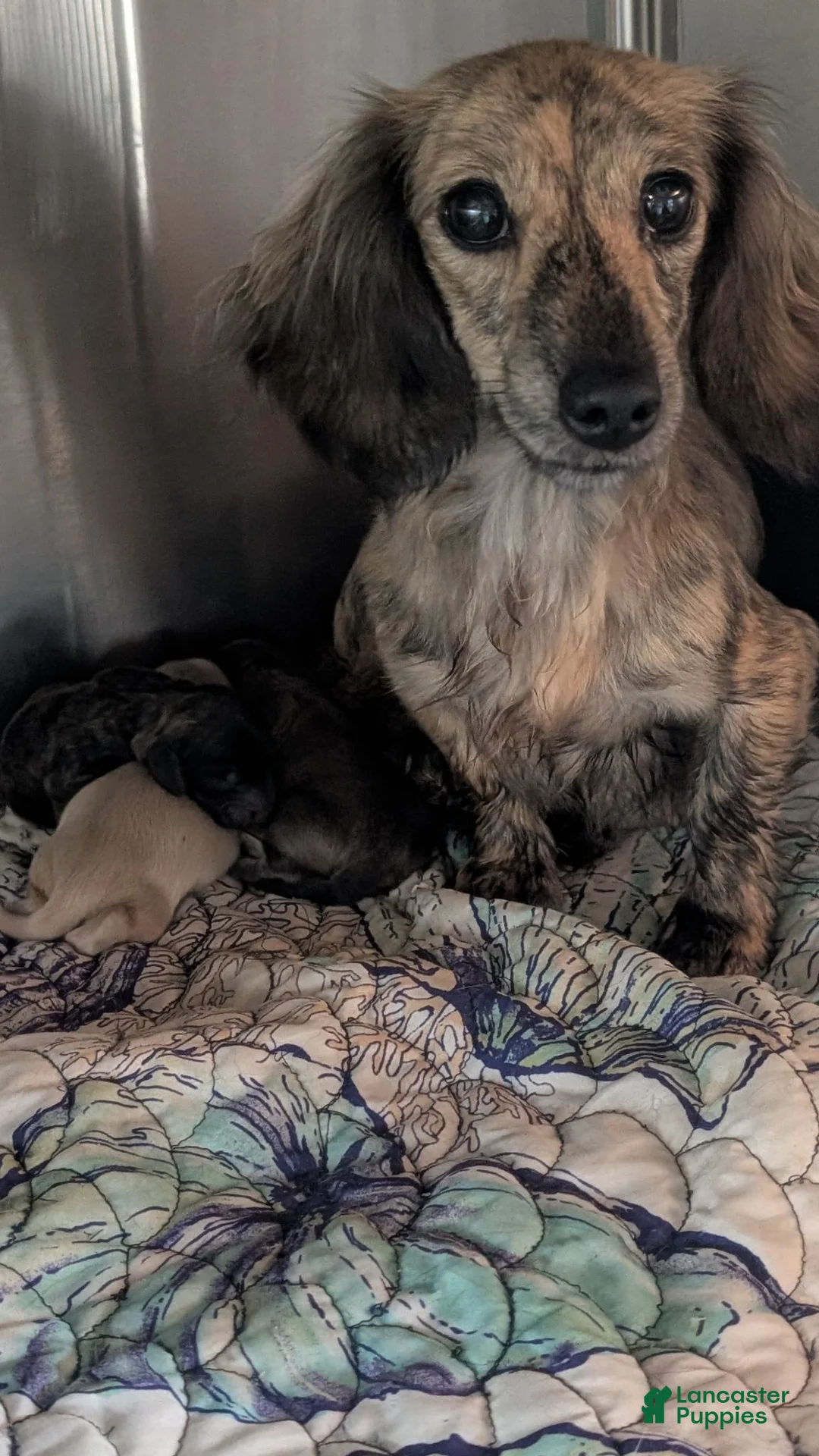 Miniature Dachshund dogs for sale: Creamy - Ad 8