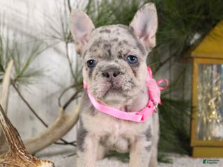 French Bulldog dogs Myra - Ad 13