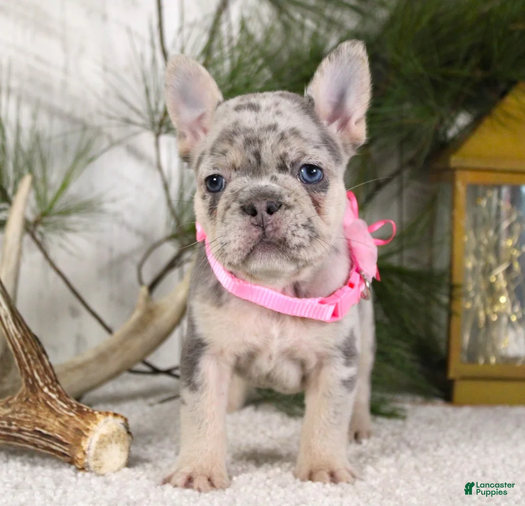 French Bulldog dogs for sale: Myra - Ad 1