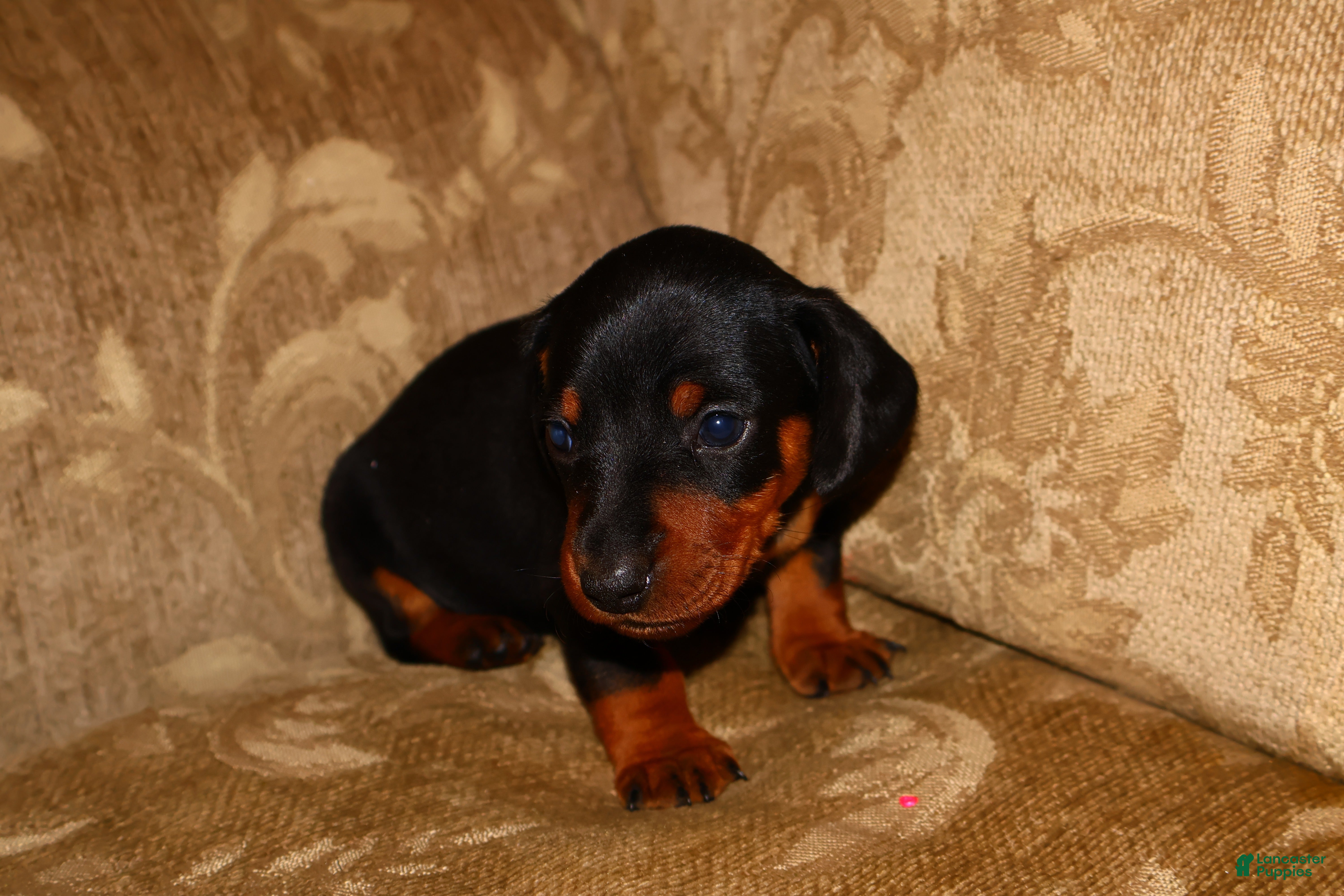 Miniature Dachshund dogs Milo - Ad 21