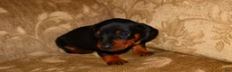 Miniature Dachshund dogs for sale: Milo - Ad 1