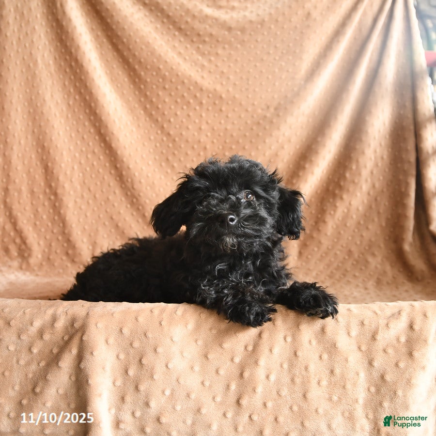 Mini Aussiedoodle dogs Honey - Ad 35